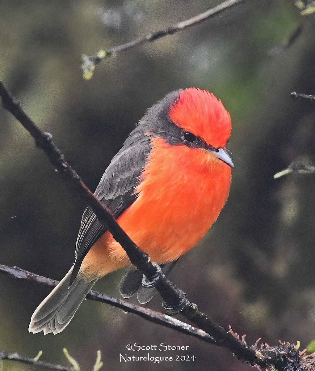 Brujo Flycatcher (Galapagos) - ML622458306