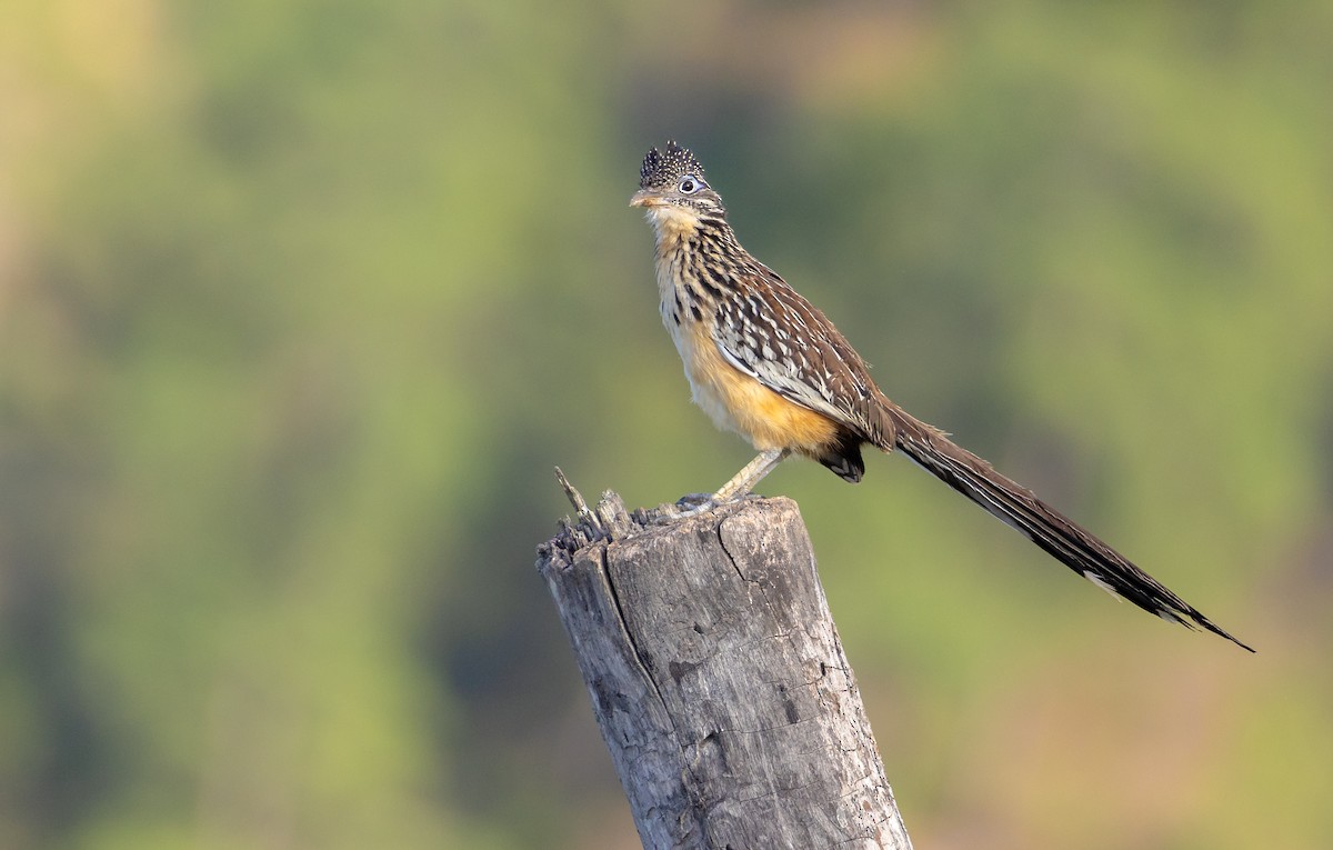 Lesser Roadrunner - ML622458341