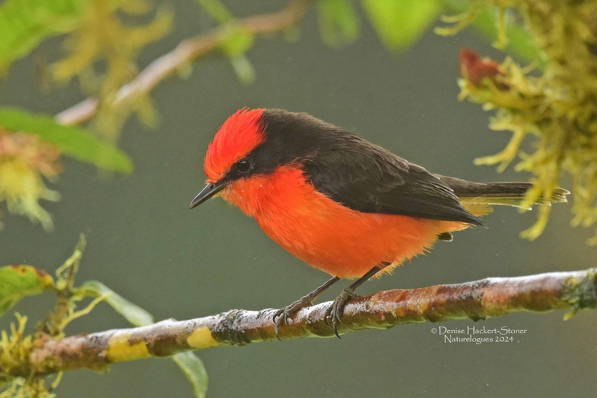 Brujo Flycatcher (Galapagos) - ML622458372