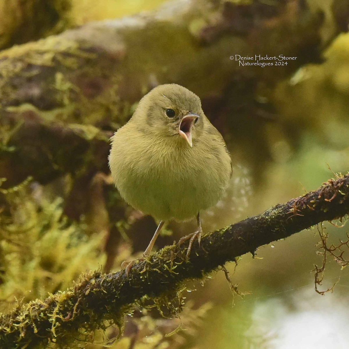 Green Warbler-Finch - Scott Stoner