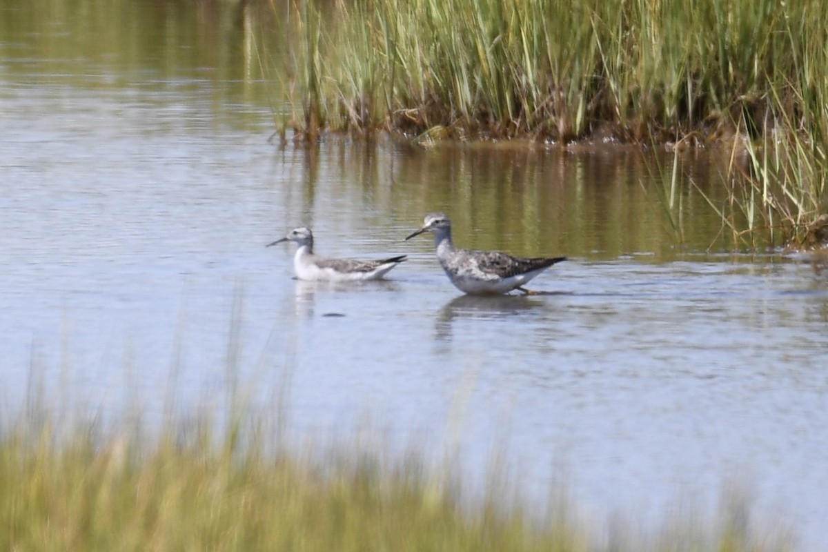 hvithalesvømmesnipe - ML622458502