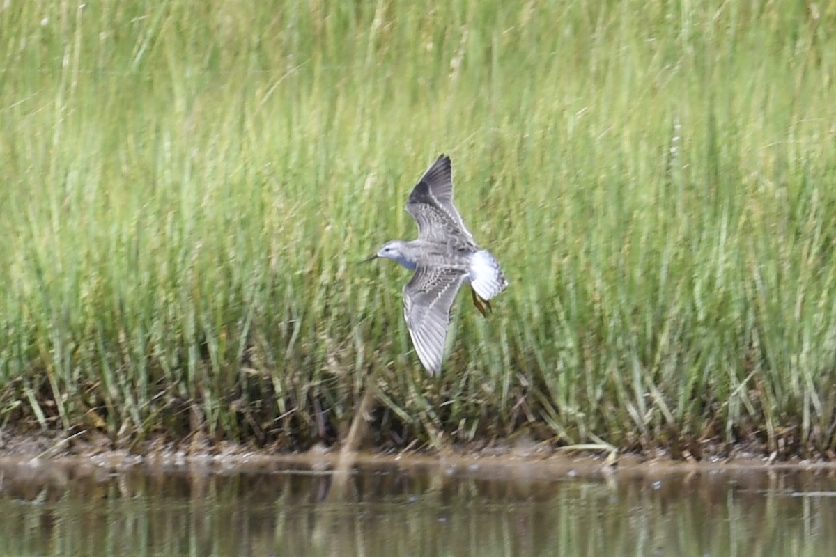 Wilson's Phalarope - ML622458504