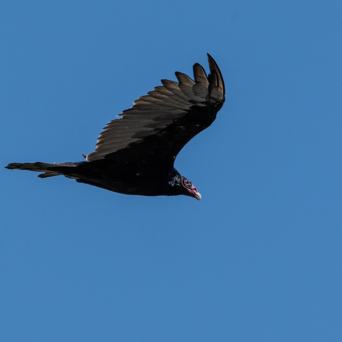 Urubu à tête rouge - ML622458667