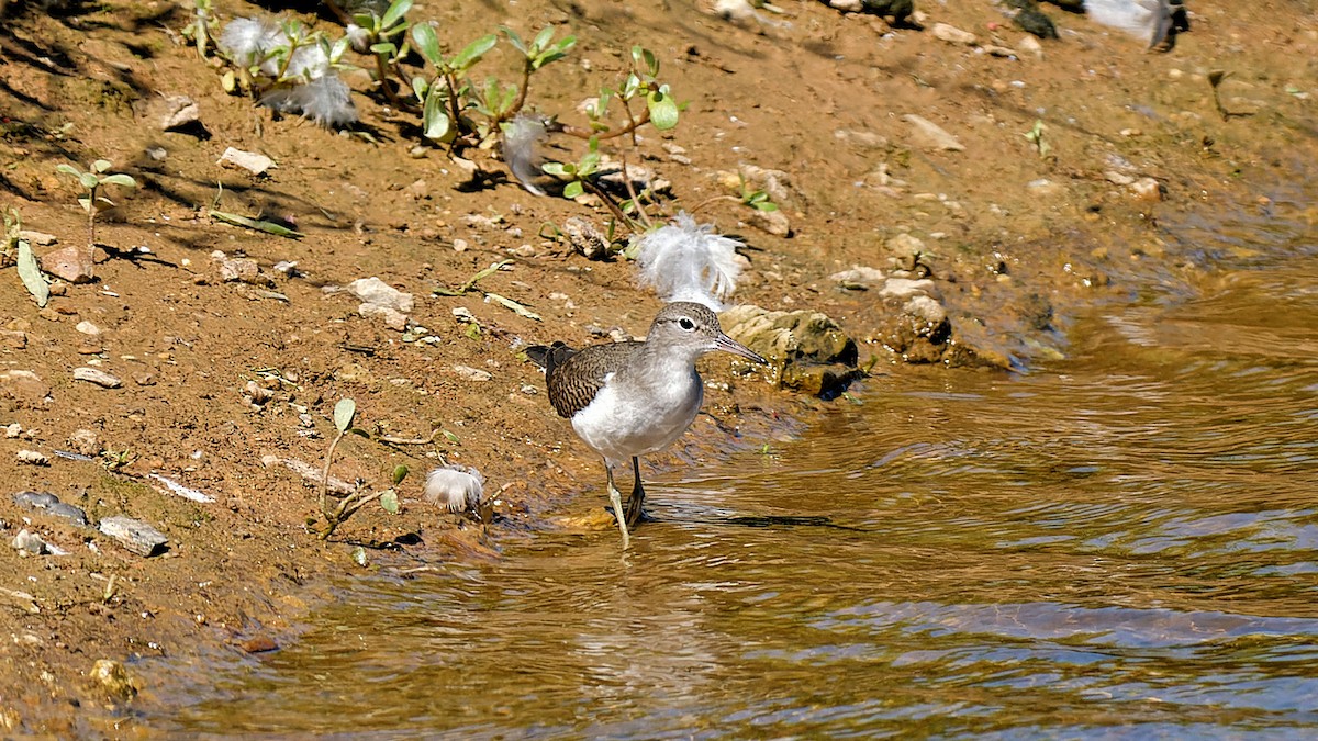 Spotted Sandpiper - ML622458729