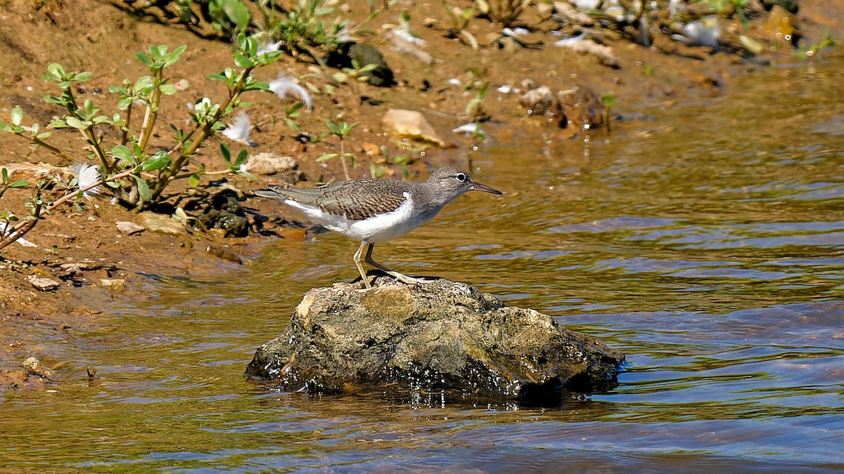 Spotted Sandpiper - ML622458730