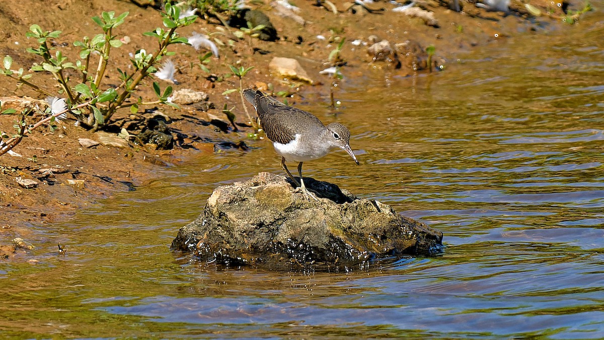 Spotted Sandpiper - ML622458731