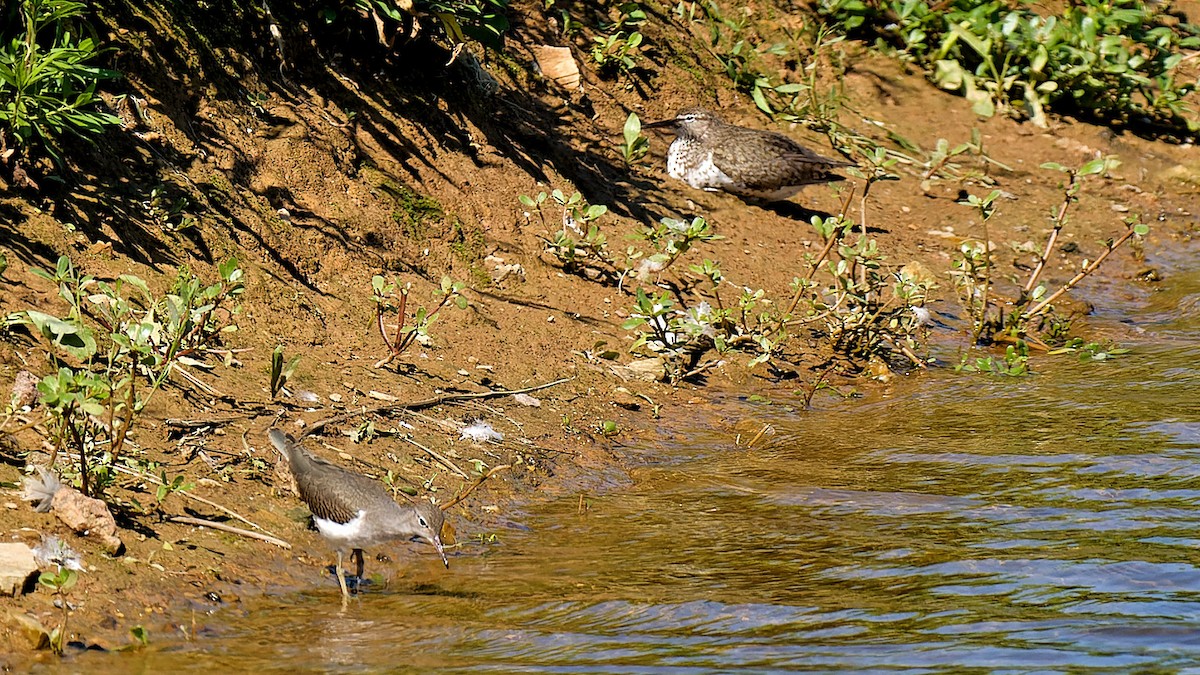 Spotted Sandpiper - ML622458732