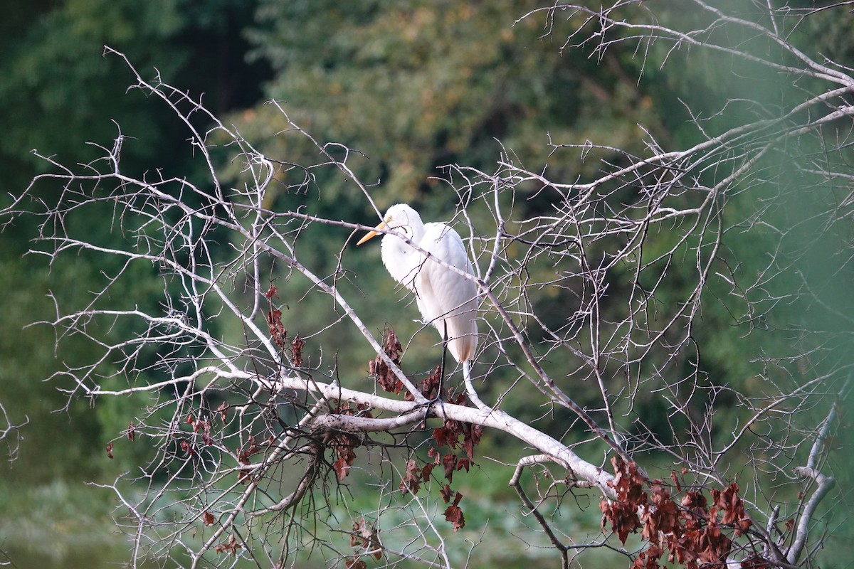 Great Egret - ML622458749