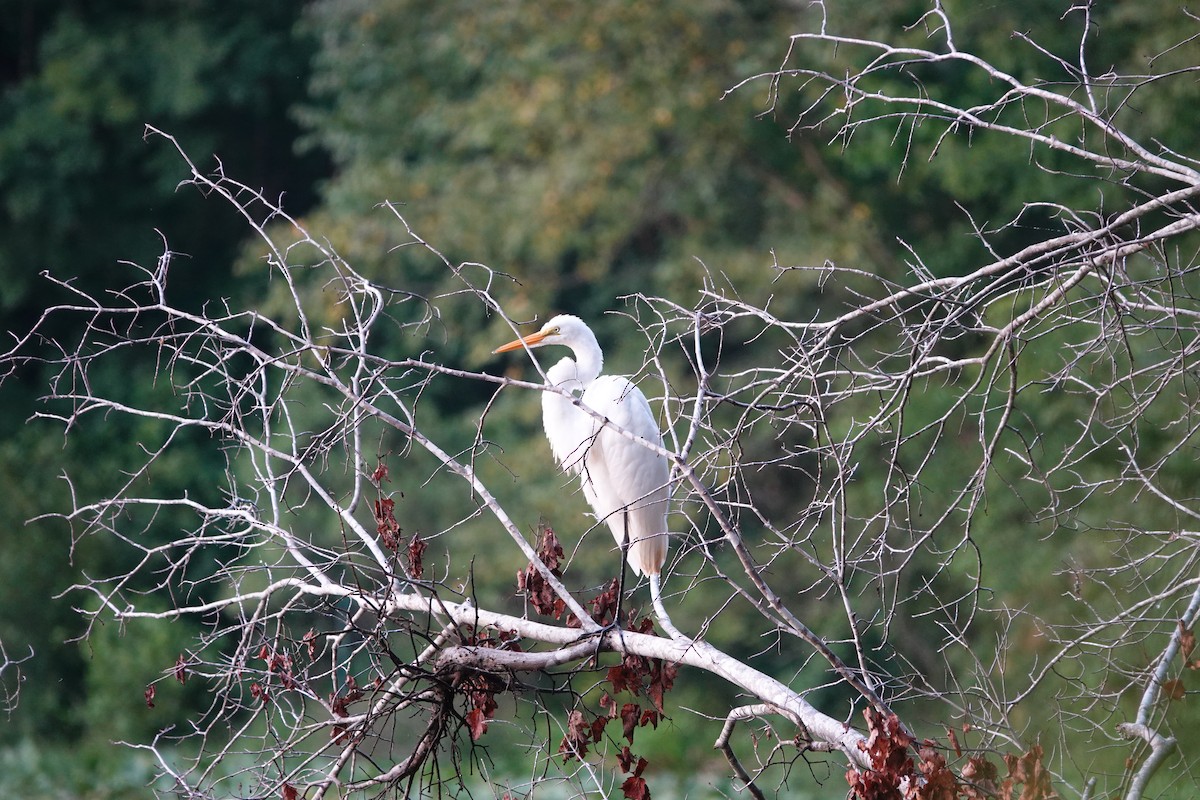 Great Egret - ML622458750