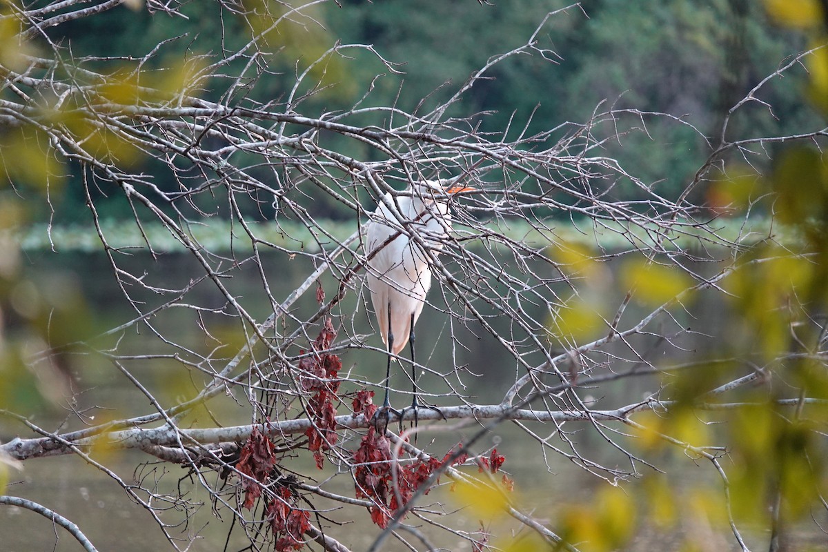 Great Egret - ML622458751