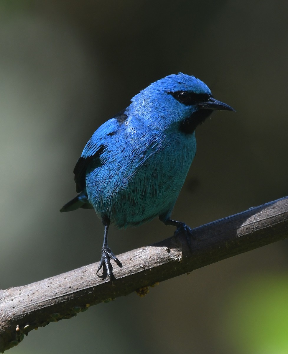 Black-legged Dacnis - ML622458753