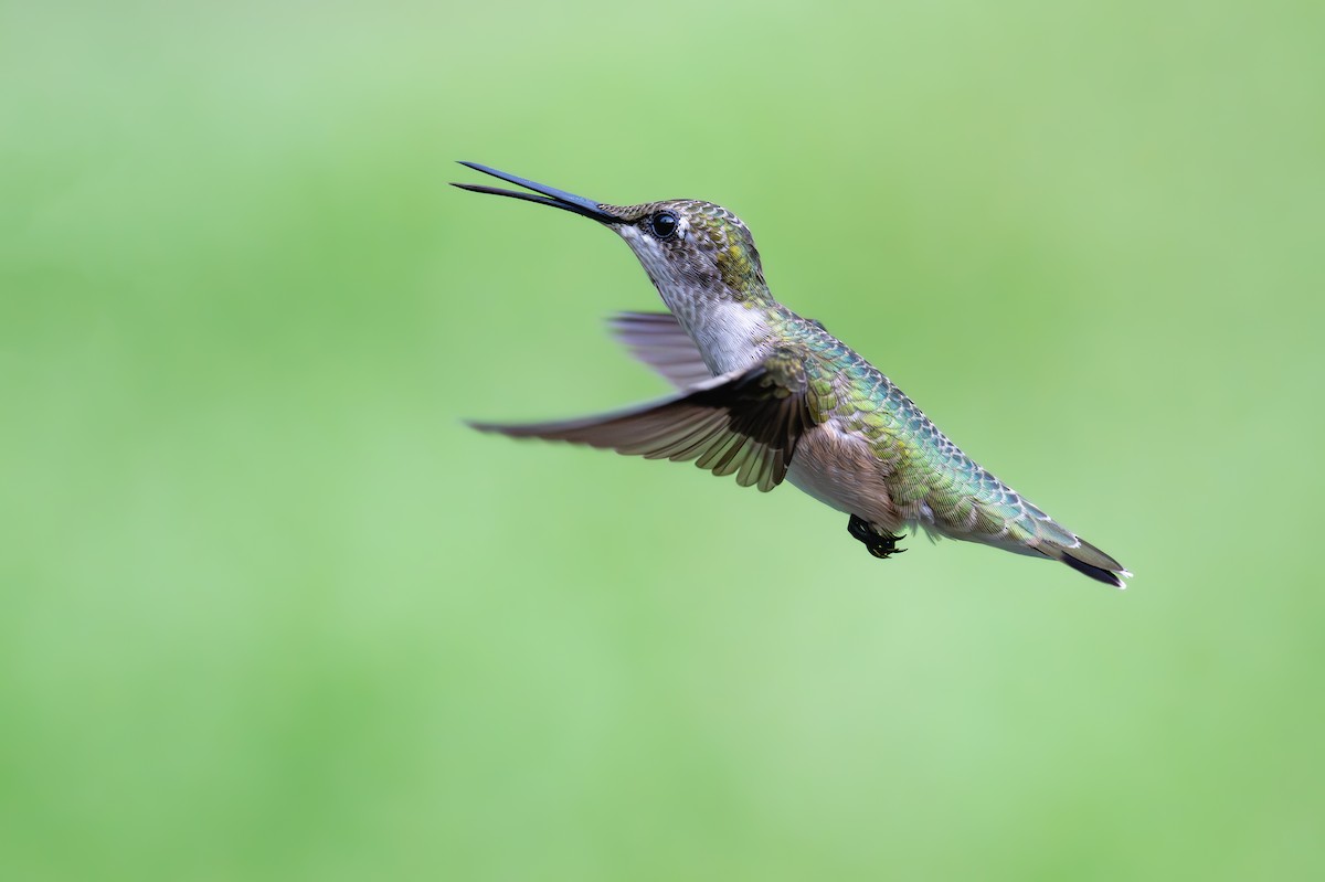 Ruby-throated Hummingbird - Karen 🦉 Szafrajda