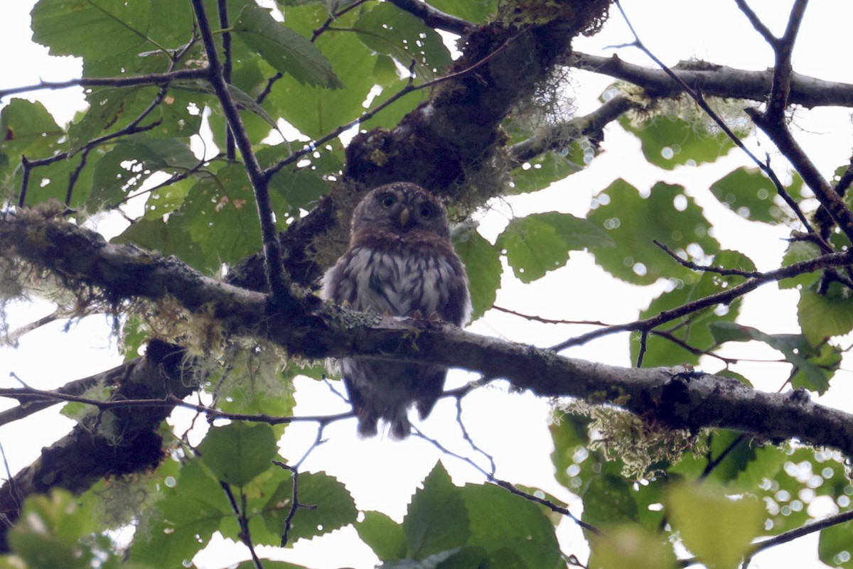 Northern Pygmy-Owl - Ken Chamberlain