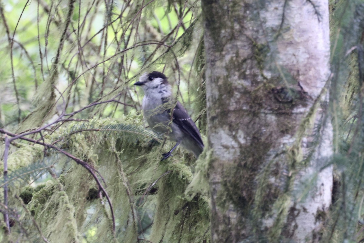 Canada Jay - ML622458818