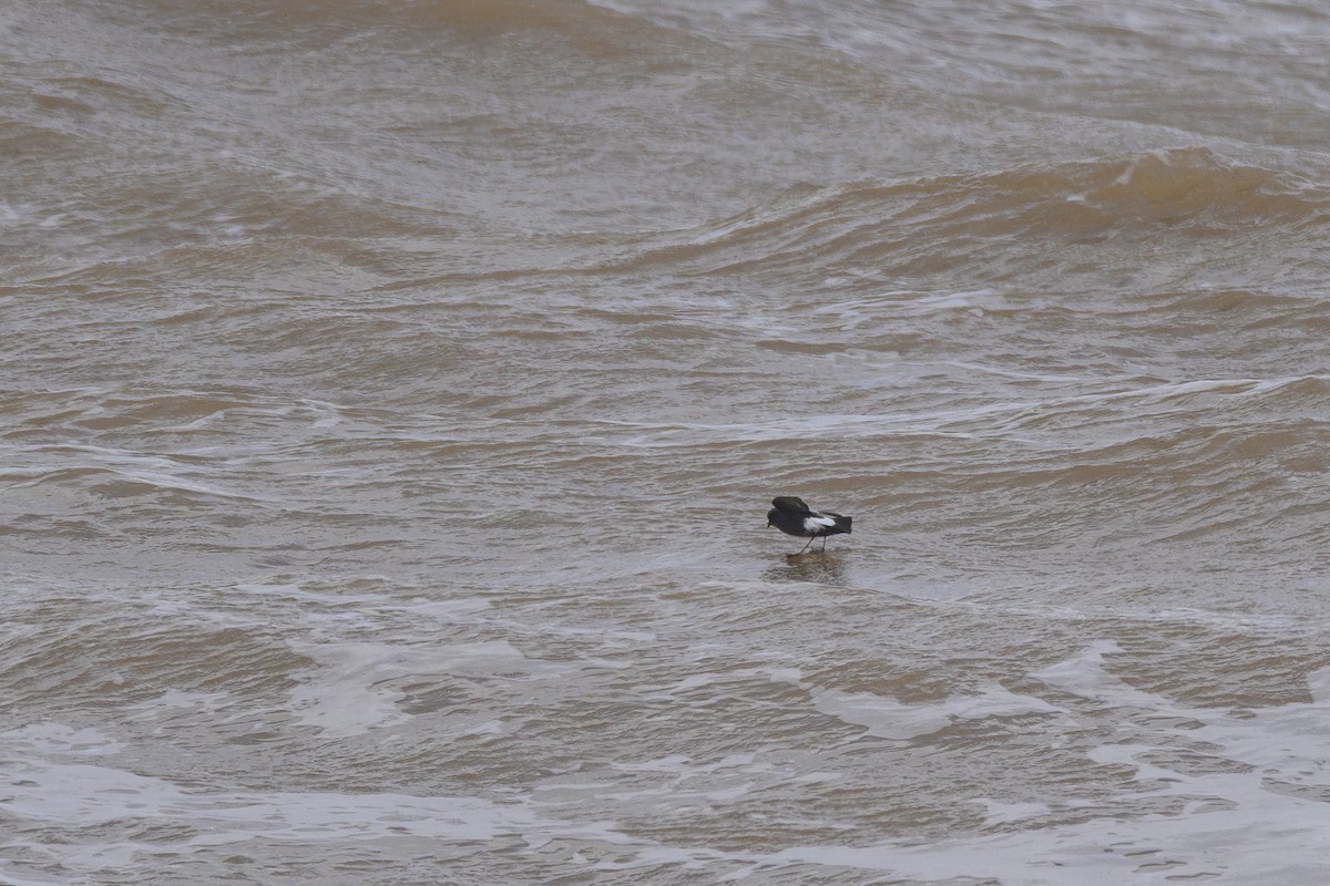 Wilson's Storm-Petrel - ML622458911