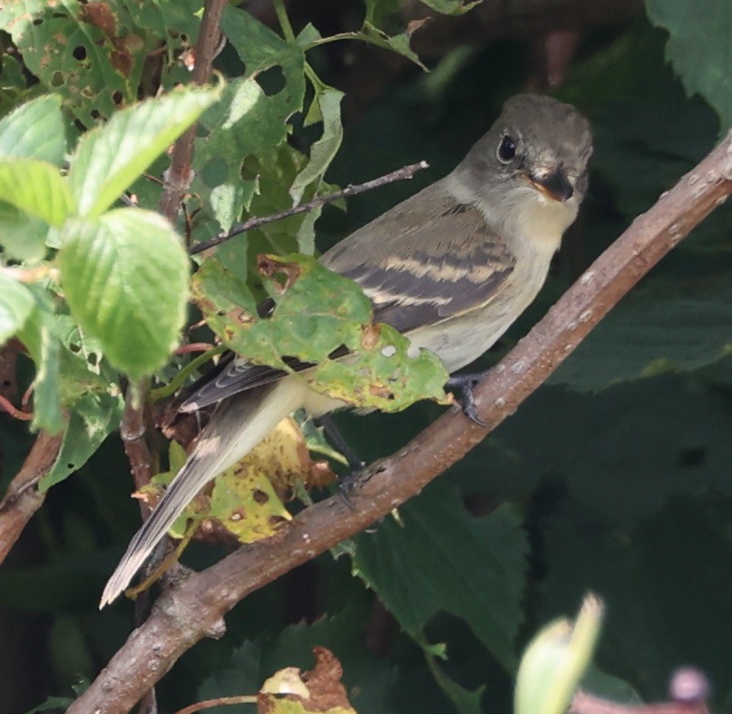 Least Flycatcher - ML622459133