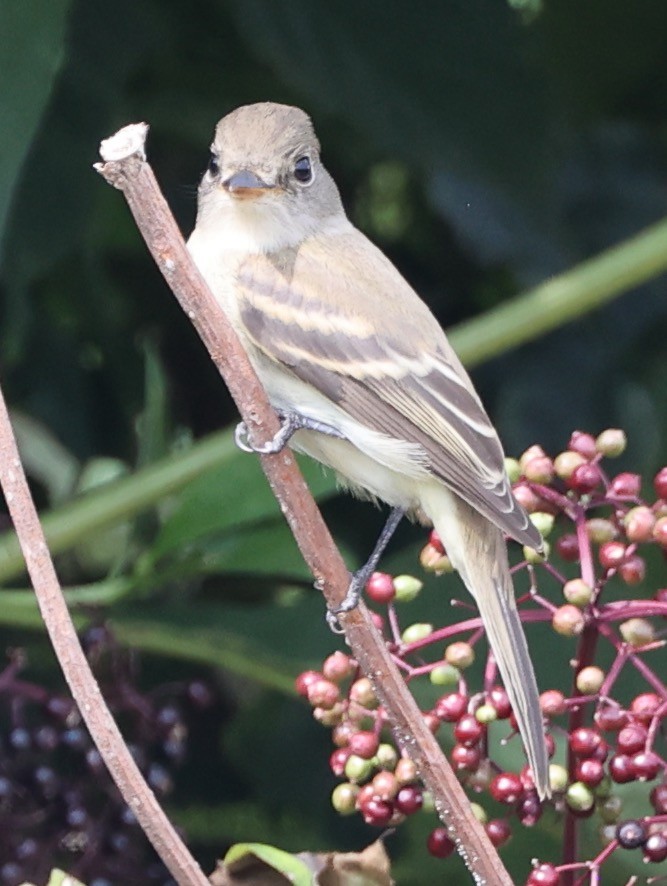 Least Flycatcher - ML622459134