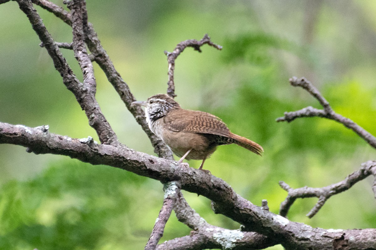 Sinaloa Wren - ML622459214