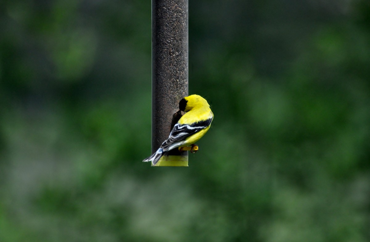 American Goldfinch - ML622459300