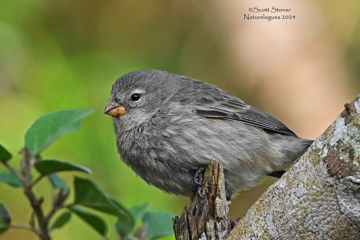 Small Tree-Finch - Scott Stoner