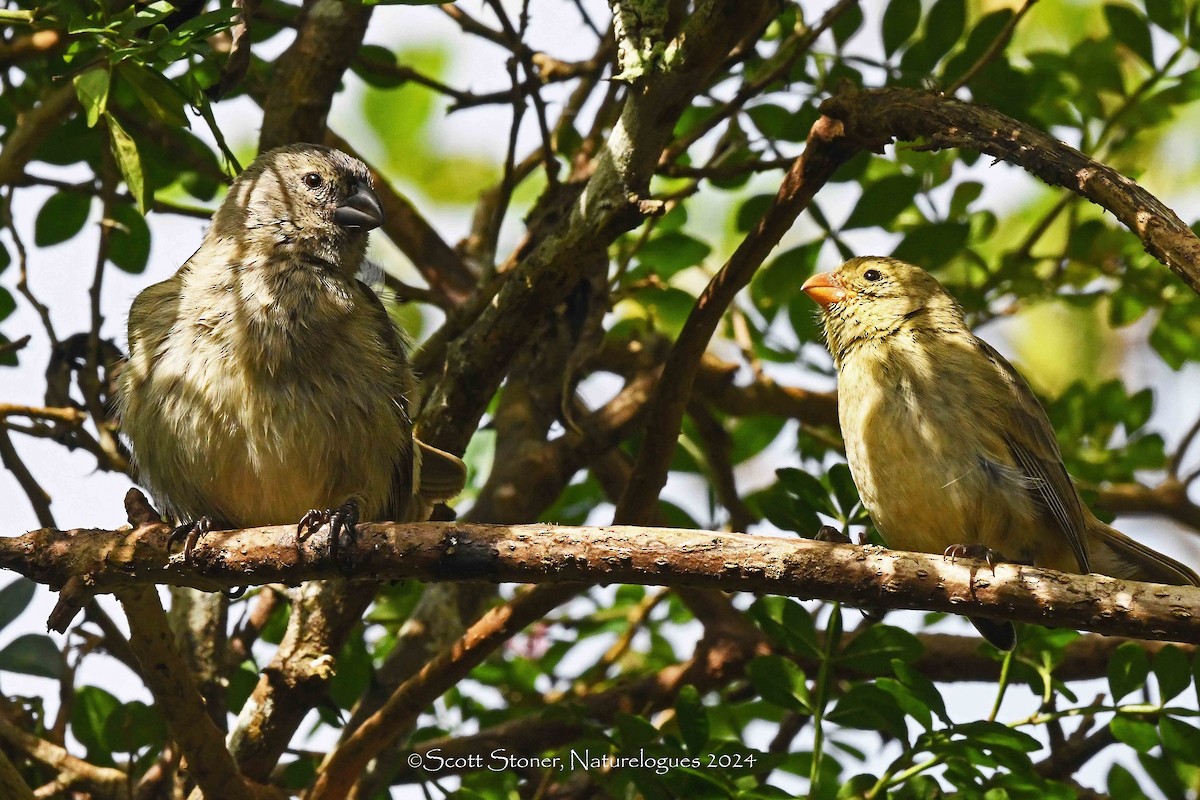 Small Tree-Finch - ML622459324