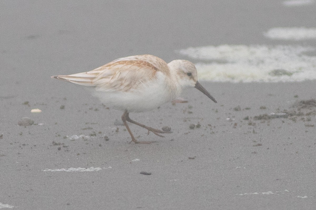 Western Sandpiper - ML622459334