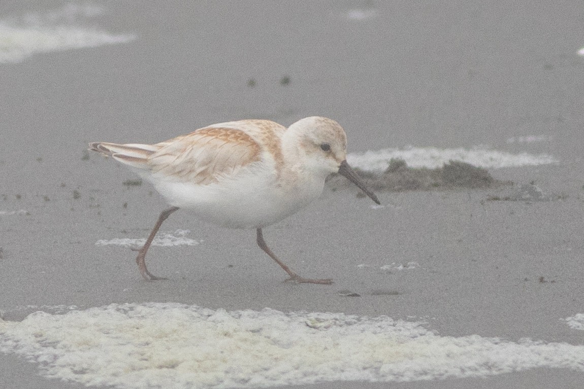 Western Sandpiper - ML622459335