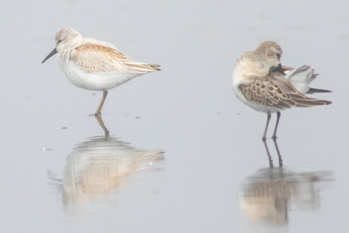 Western Sandpiper - ML622459341