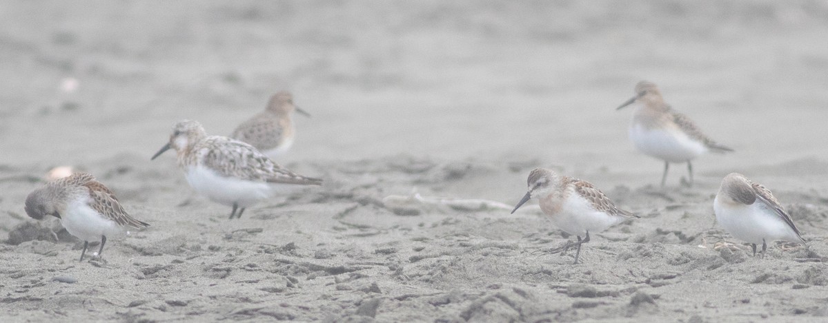 Western Sandpiper - ML622459342