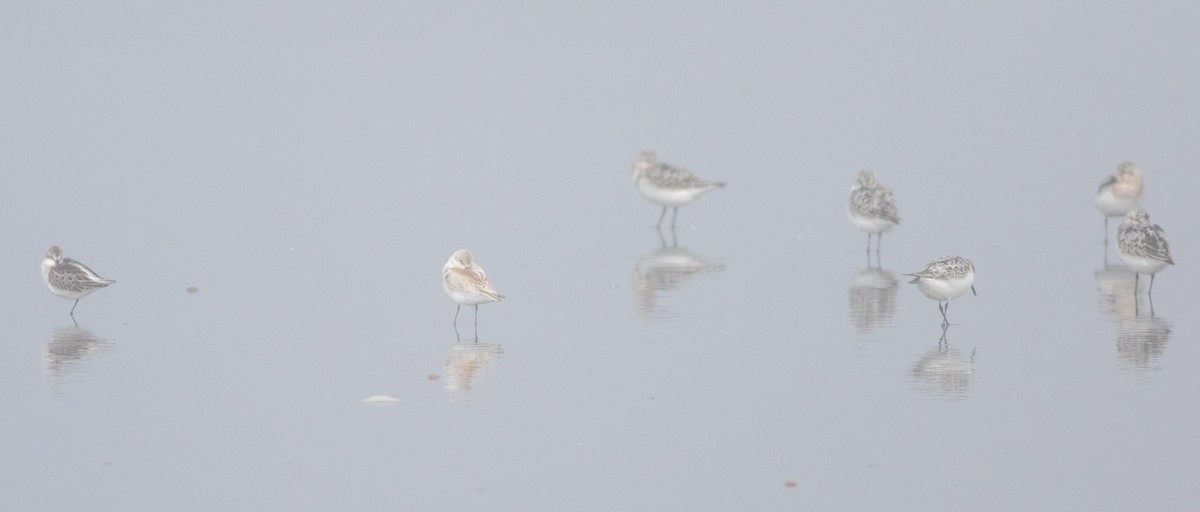 Western Sandpiper - ML622459343