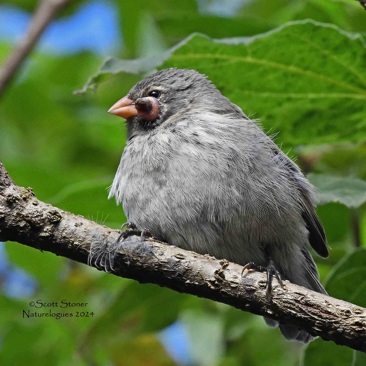 Small Ground-Finch - ML622459377