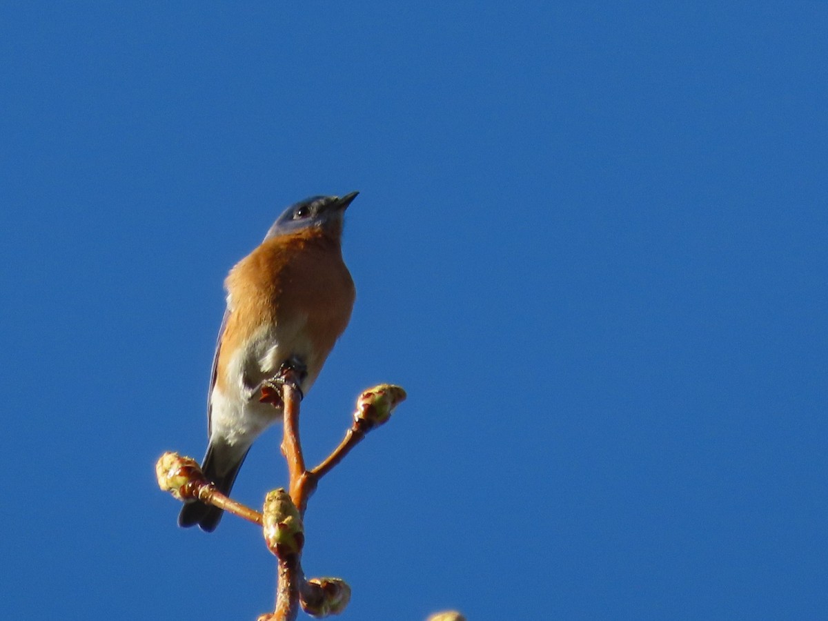 Eastern Bluebird - ML622459398