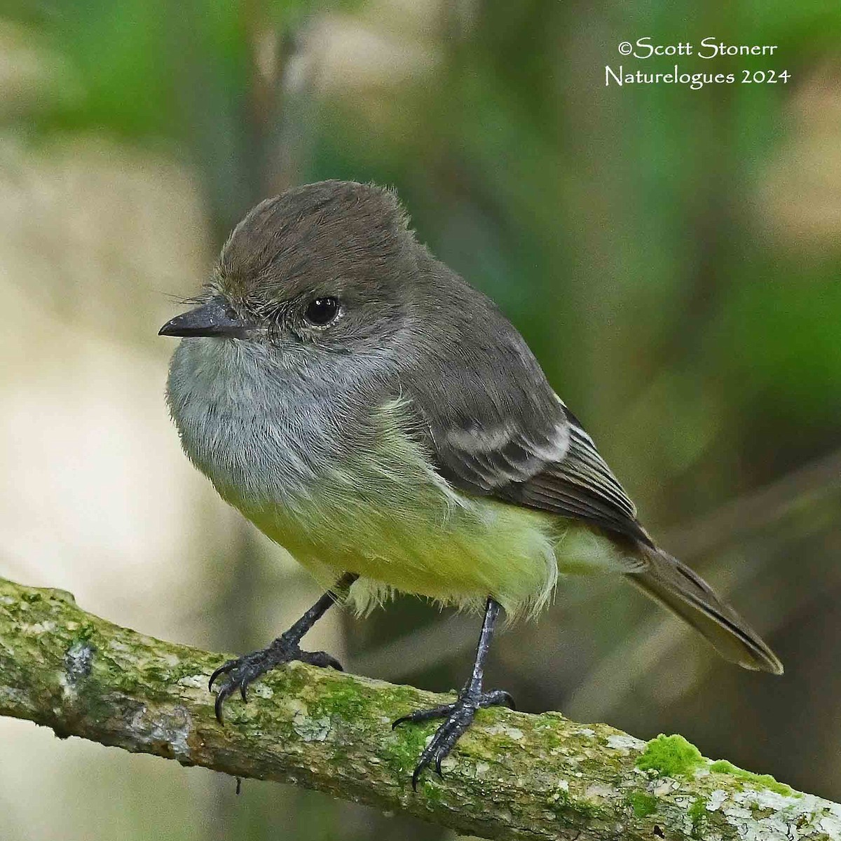 Galapagos Flycatcher - ML622459405