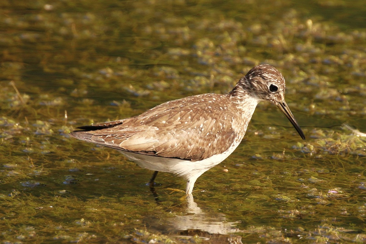 Solitary Sandpiper - ML622459408