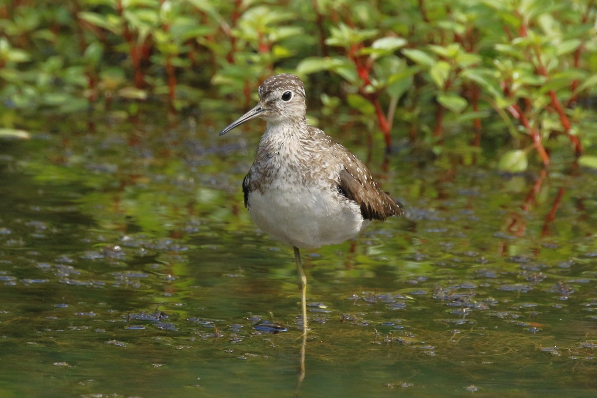 Solitary Sandpiper - ML622459409