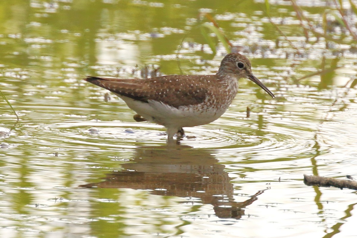 Solitary Sandpiper - ML622459410