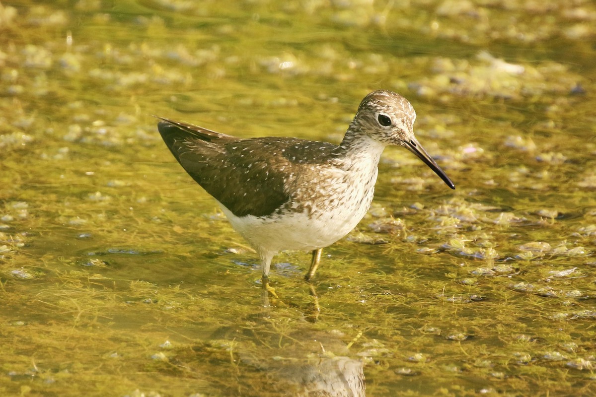 Solitary Sandpiper - ML622459411