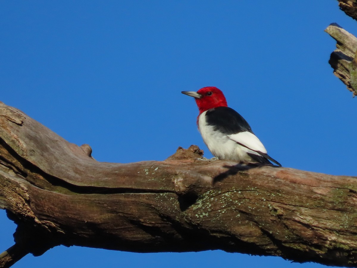 Red-headed Woodpecker - ML622459439