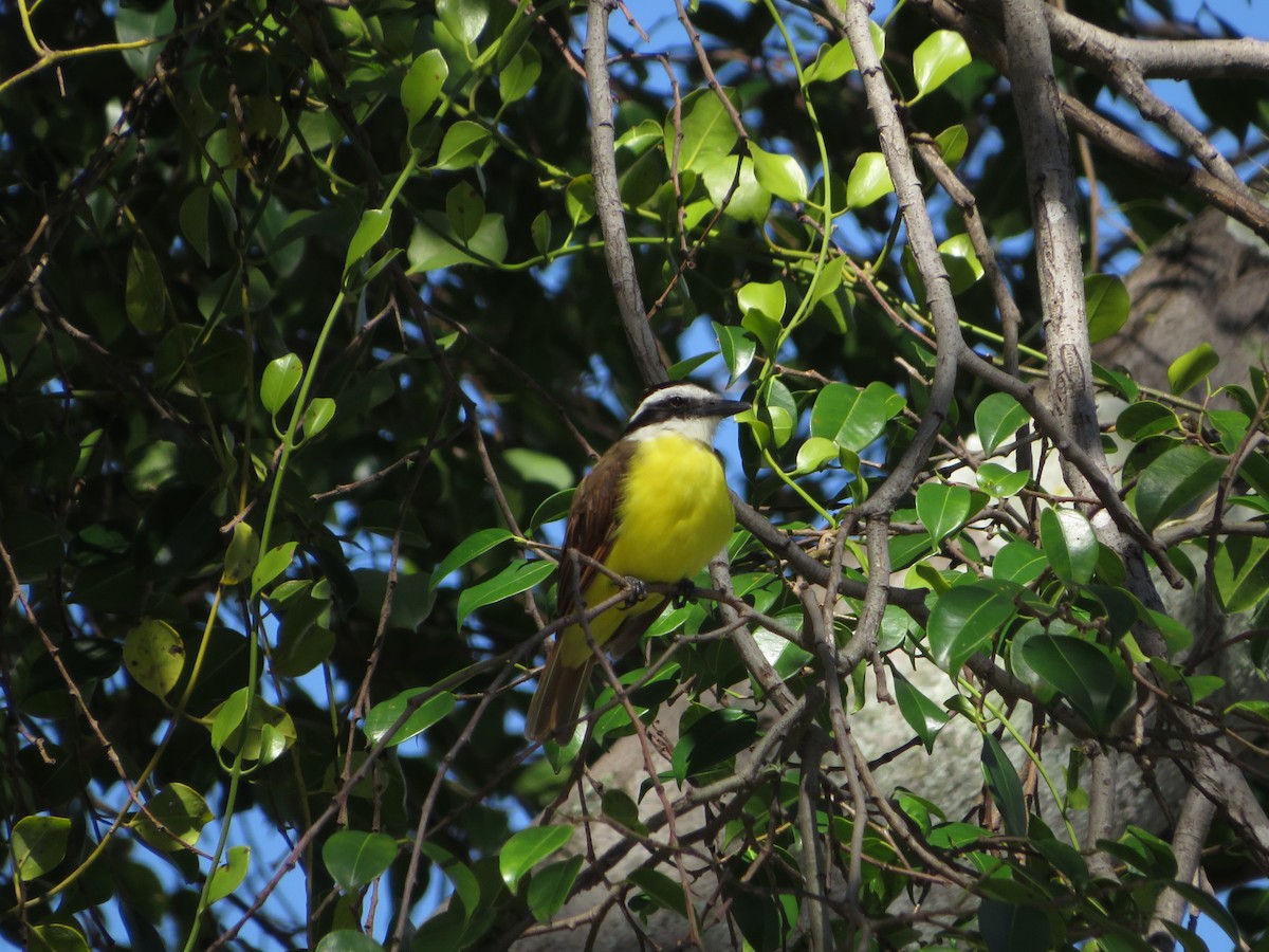 Great Kiskadee - ML622459466