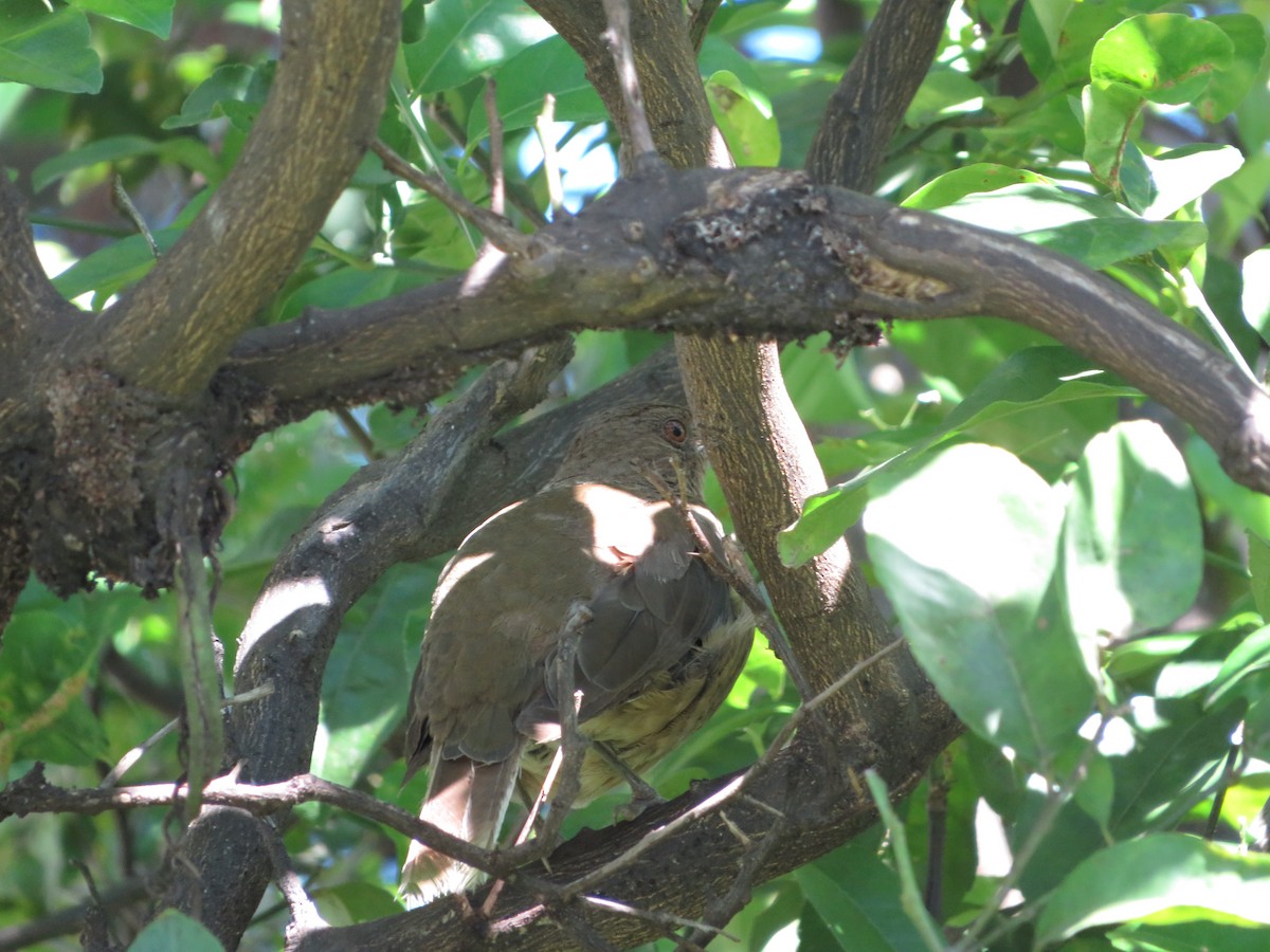 Clay-colored Thrush - ML622459540
