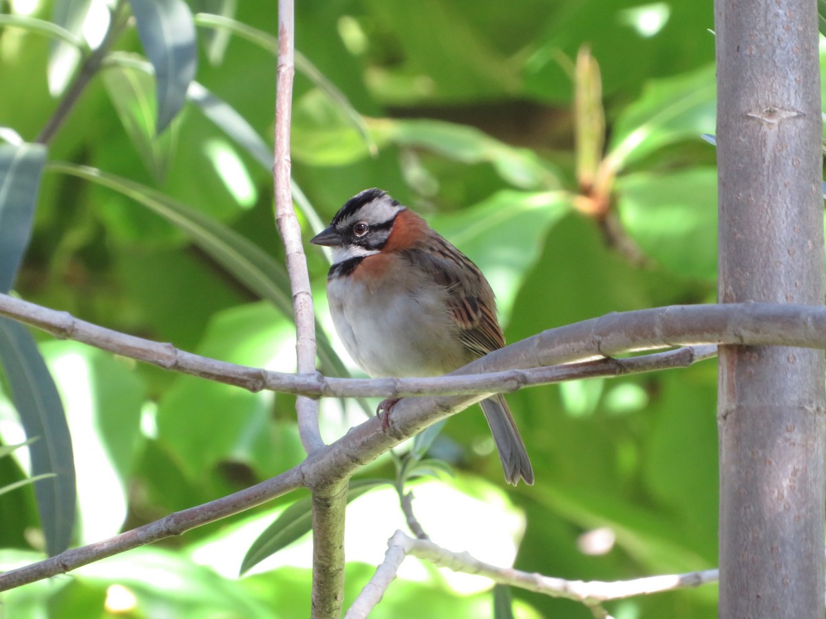 Rufous-collared Sparrow - ML622459581