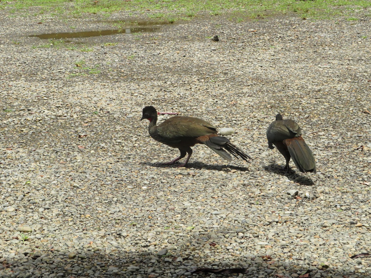 Crested Guan - ML622459655