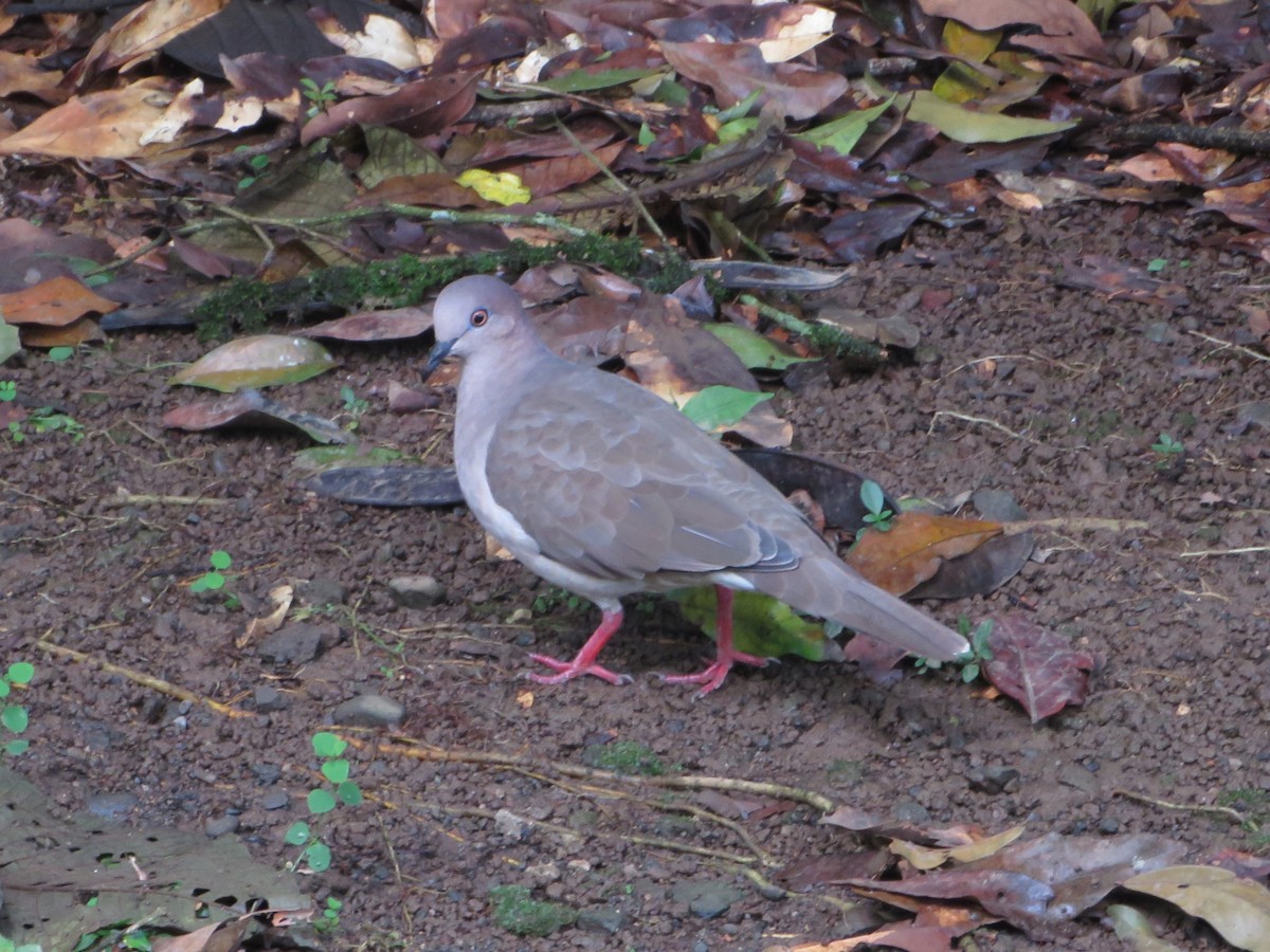 White-tipped Dove - ML622459674