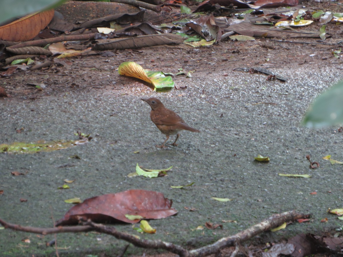 Clay-colored Thrush - ML622459680