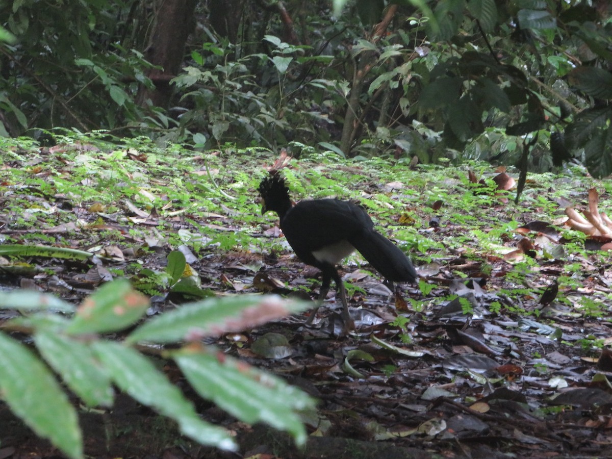 Great Curassow - ML622459689