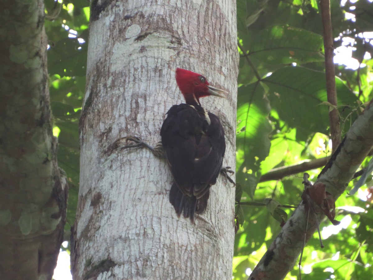 Pale-billed Woodpecker - ML622459706