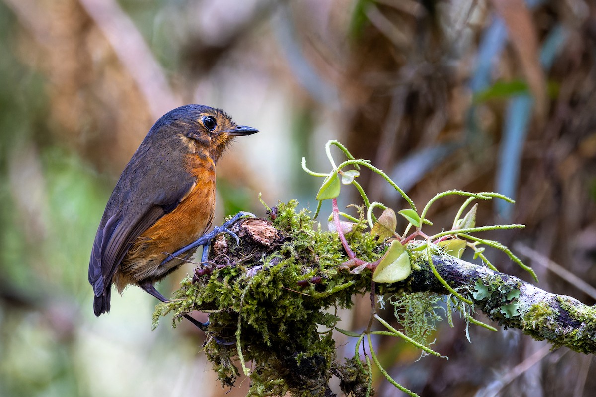 Slate-crowned Antpitta - ML622459722