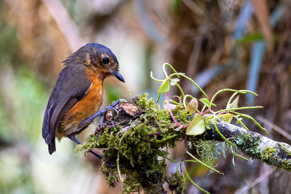 Slate-crowned Antpitta - ML622459725