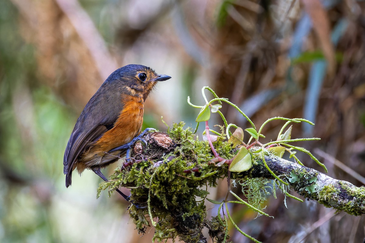 Slate-crowned Antpitta - ML622459726