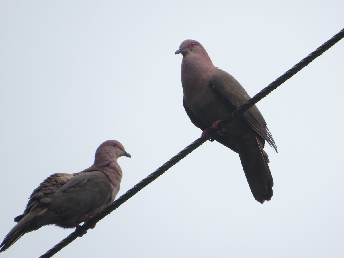 Short-billed Pigeon - ML622459823